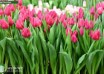 Tulipa Pink Ardour ® (2)